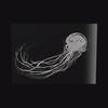 The Jellyfish Lady as a glossy aluminum print floating off a black wall, turning so the light moves across the metal